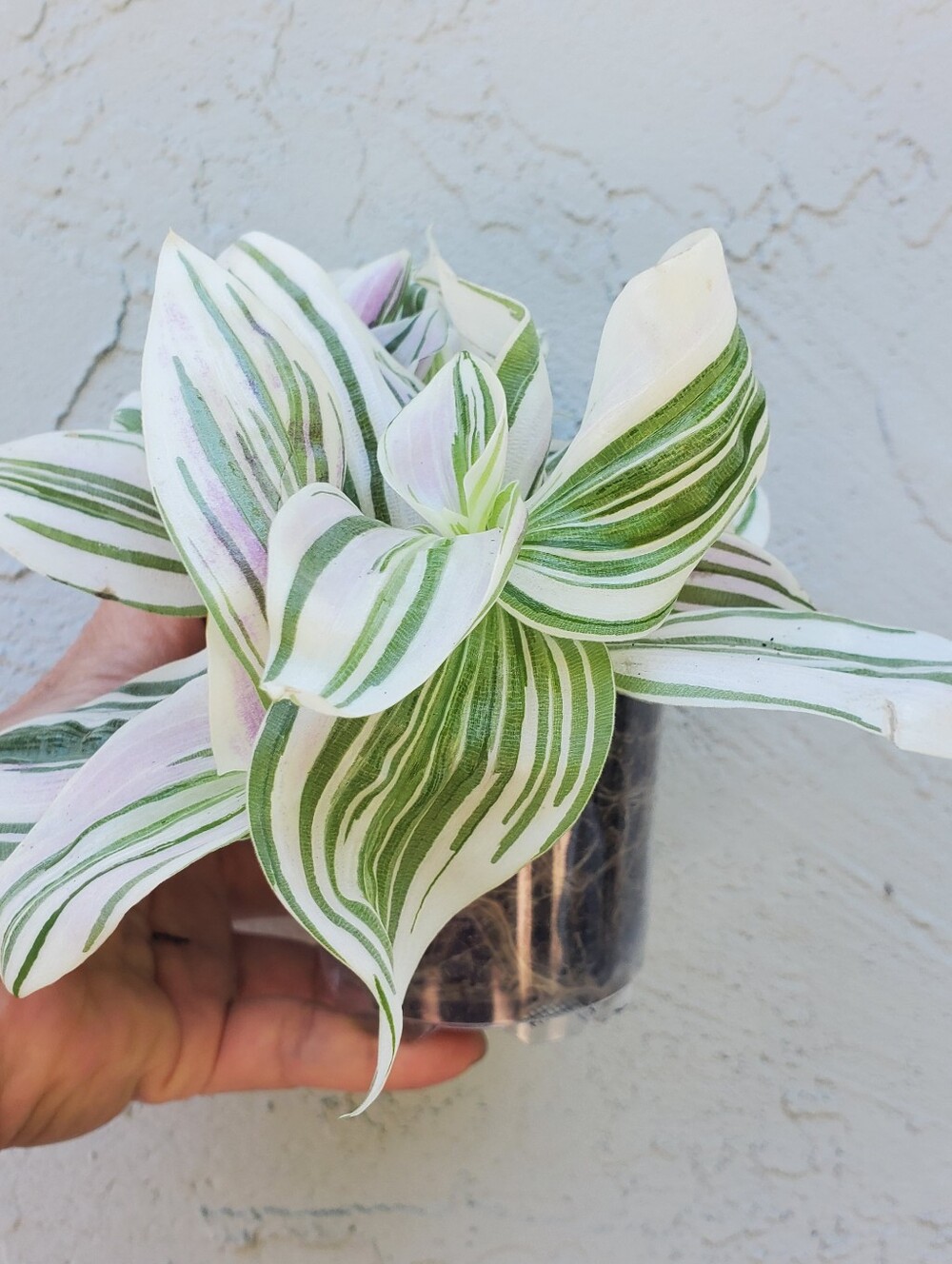 Tradescantia "FEELING DREAMY" In 3.5" Planter AKA Tradescantia Unicorn - Picture 3 of 5